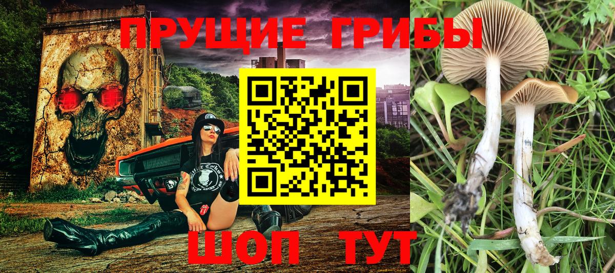 Галлюциногенные грибы Psilocybe  Псилоцибиновые грибы MAGIC MUSHROOMS  Вход с VPN  Осинники 